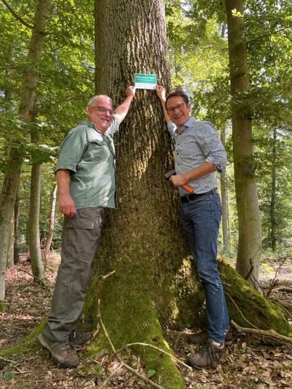 Förster Werne und Bürgermeister Rauschenberger beim Anbringen der Plakette am Methusalembaum im Schaafheimer Gemeindewald für den der Rathaus-Chef die Patenschaft übernommen hat.