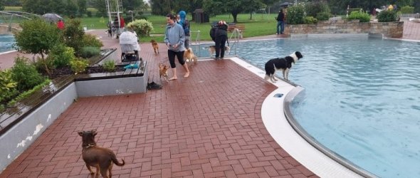 Schwimmende Hunde im Schaafheimer Freibad